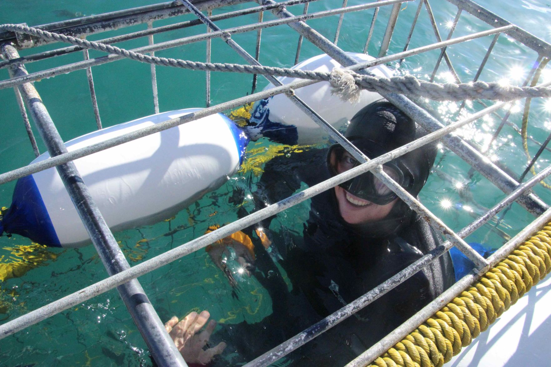 Shark diving
